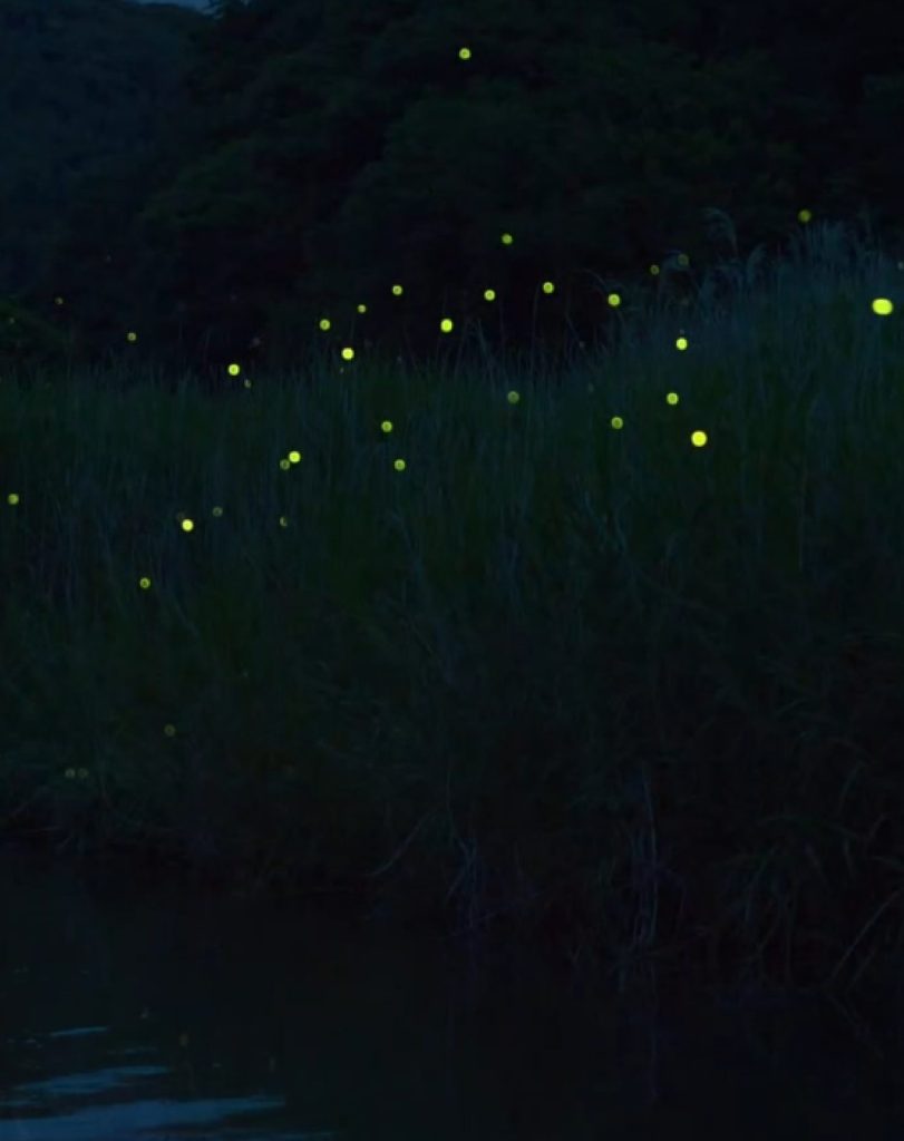 Motion of the Firefly logo system. Branding design and animation by forpeople.