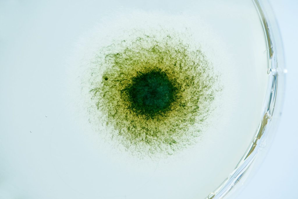 Photograph of a Formo Microorganism. Photograph by Marvin Leuvrey, directed by forpeople.