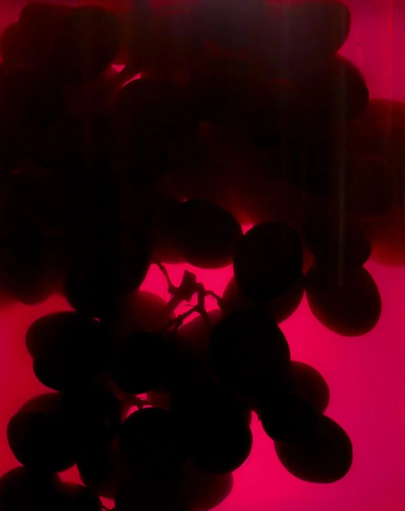 Photograph of 'Climate Change Jelly' in future feast. Design and film by forpeople. Culinary concept by Josh Hatfield.